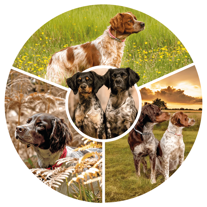 Club Epagneul Breton